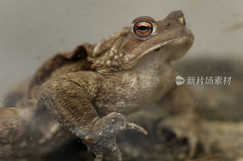 水下蟾蜍(Bufo Bufo)